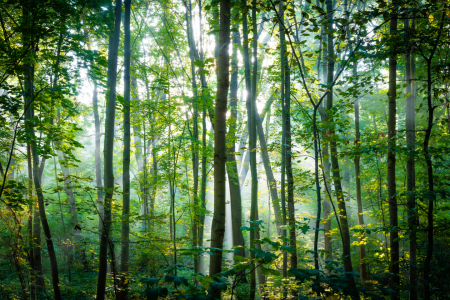 Bild-Nr: 12633205 Morgen im Wald Erstellt von: Martin Martin Wasilewski