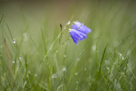 Bild-Nr: 12644093 Tauglöckchen  Erstellt von: Einklang