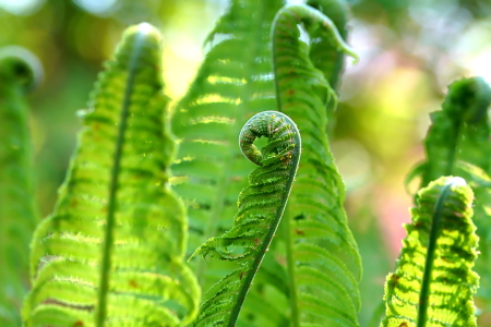 Bild-Nr: 12644588 Waldesfrische Erstellt von: youhaveadream