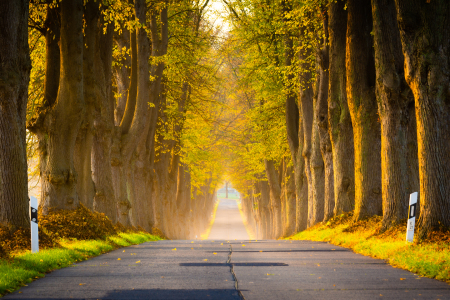 Bild-Nr: 12650785 Allee aus Linden im Herbst Erstellt von: Martin Martin Wasilewski