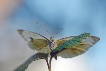 Bild-Nr: 12704232 makro Erstellt von: Ostfriese