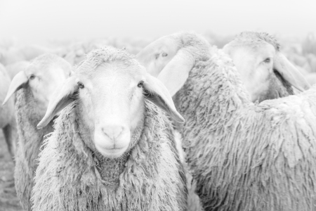 Bild-Nr: 12707089 Schafherde schwarz-weiß Erstellt von: Michael Valjak