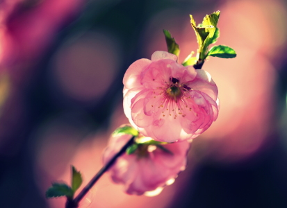 Bild-Nr: 12711663 Mandelblüte Erstellt von: GUGIGEI