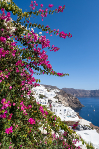 Bild-Nr: 12712858 Bougainvillea Blüte in Oia Erstellt von: eyetronic