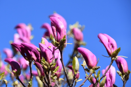 Bild-Nr: 12714838 Magnolien Erstellt von: GUGIGEI