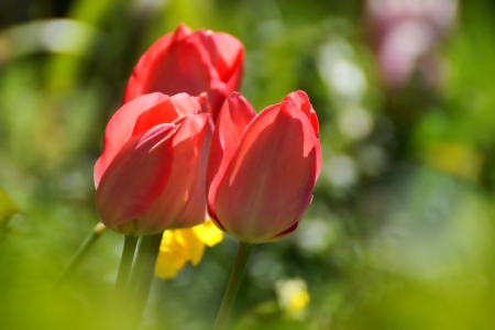 Bild-Nr: 12715747 Gartenfrische Erstellt von: youhaveadream