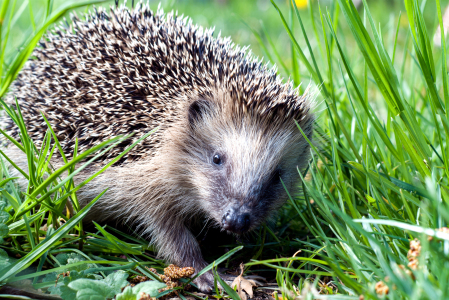 Bild-Nr: 12718804 Igel Erstellt von: wompus