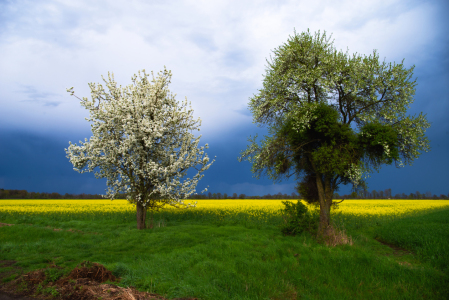 Bild-Nr: 12719883 Gewitterstimmung über der Rapsfeld Erstellt von: Tanja Riedel