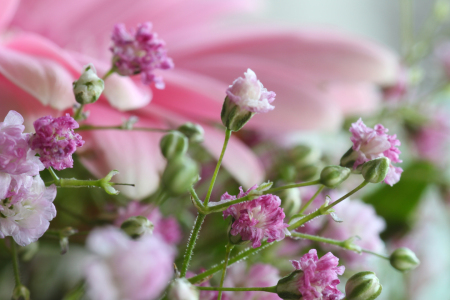 Bild-Nr: 12725077 Schleierkraut Erstellt von: Gerhard Albicker