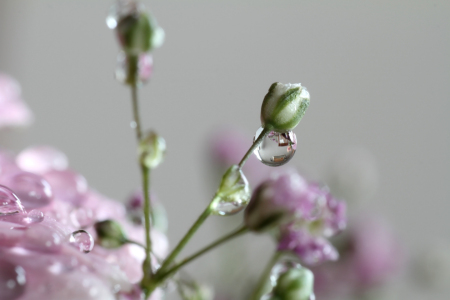 Bild-Nr: 12725078 Schleierkraut Erstellt von: Gerhard Albicker