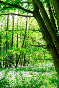 Bild-Nr: 12727523 Im Bärlauchwald Erstellt von: Ostseestrand