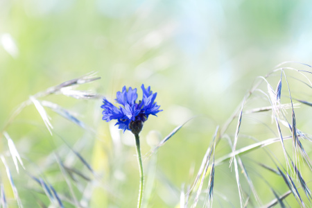 Bild-Nr: 12732067 Blau im Feld     Erstellt von: Ursula Reins