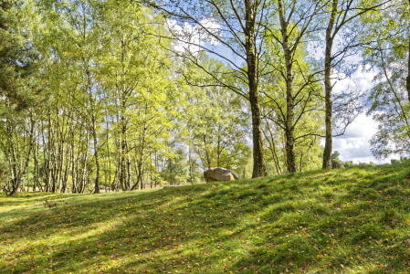 Bild-Nr: 12733681 Sonnenaufgang im Wald Erstellt von: XYRIUS
