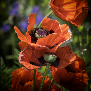 Bild-Nr: 12734704 Mohn Bildnis Erstellt von: XYRIUS