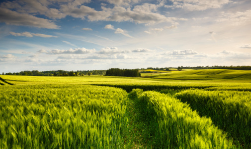 Bild-Nr: 12735101 Gerstenfeld Erstellt von: Werner Reins