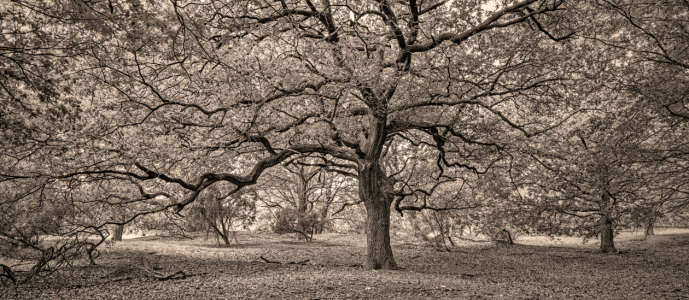 Bild-Nr: 12735193 Simply Baum Erstellt von: XYRIUS