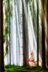 Bild-Nr: 12735597 Zauberwald Erstellt von: Jürgen  Wiesler