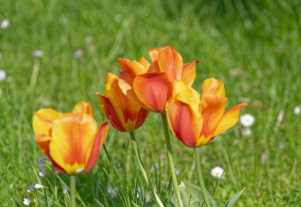 Bild-Nr: 12736703 Tulpen Family Erstellt von: XYRIUS