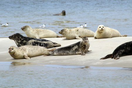 Bild-Nr: 12737828 Robben  Erstellt von: Gerhard Albicker