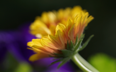 Bild-Nr: 12740484 Malerblumen Erstellt von: youhaveadream