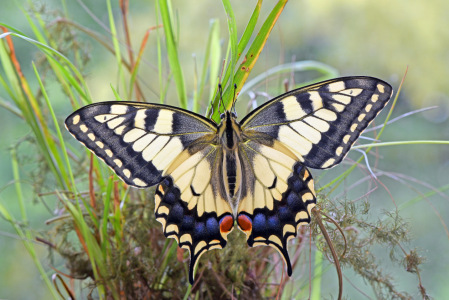 Bild-Nr: 12740851 Schwalbenschwanz Erstellt von: GUGIGEI