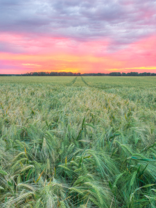 Bild-Nr: 12741846 Sonnenuntergang im jungen Gerstenfeld Erstellt von: Michael Valjak