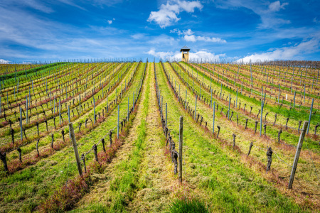 Bild-Nr: 12742505 Weinbergsturm bei Vendersheim 41 Erstellt von: Erhard Hess