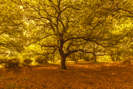 Bild-Nr: 12743420 Mächtiger Baum Erstellt von: XYRIUS