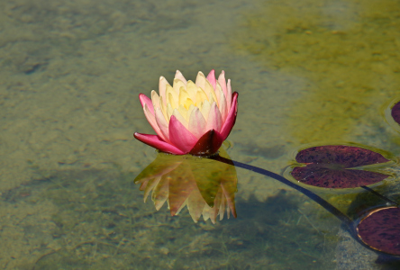 Bild-Nr: 12744613 Königin des Wassers Erstellt von: johafoto