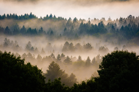 Bild-Nr: 12747200 Wald im Nebel Erstellt von: Martin Martin Wasilewski