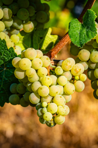 Bild-Nr: 12750217 Weinrtrauben 90 Erstellt von: Erhard Hess