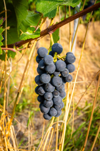 Bild-Nr: 12750452 Weintrauben 101 Erstellt von: Erhard Hess