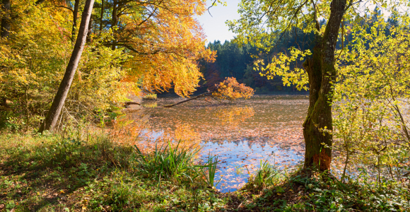 Bild-Nr: 12753840 Herbst am Thanninger Weiher Erstellt von: SusaZoom
