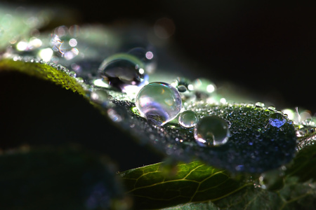 Bild-Nr: 12755760 Morning Dew Erstellt von: youhaveadream