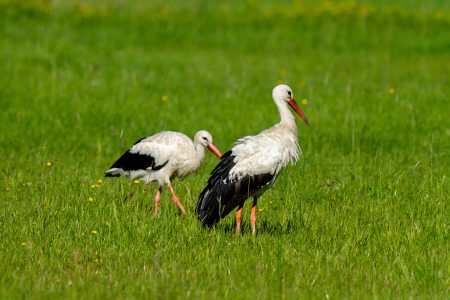 Bild-Nr: 12764720 Zwei Weißstörche im Hervester Bruch Erstellt von: volker heide