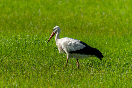 Bild-Nr: 12764836 Weistorch bei der Nahrungssuche Erstellt von: volker heide