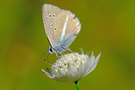 Bild-Nr: 12765278 Bläuling Erstellt von: Gerhard Albicker