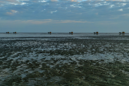 Bild-Nr: 12767838 Pferdefuhrwerke im Wattenmeer Erstellt von: volker heide