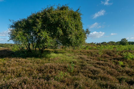 Bild-Nr: 12782765 Spätsommer in der Sahlenburger Küstehheide Erstellt von: volker heide