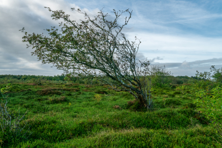 Bild-Nr: 12782771 skurriler Busch in der Küstenheide Erstellt von: volker heide