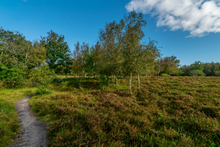 Bild-Nr: 12783125 Wanderweg durch die Sahlenburger Küstenheide Erstellt von: volker heide
