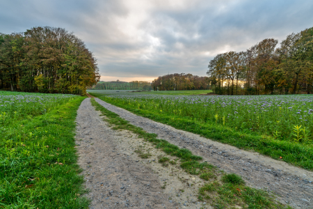 Bild-Nr: 12795378 Feldweg zur Herbstzeit im Münsterland Erstellt von: volker heide
