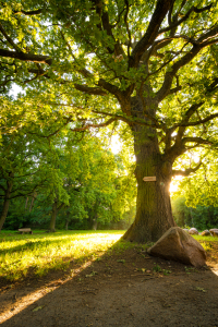 Bild-Nr: 12798442 Alte Eiche im Licht Erstellt von: Martin Martin Wasilewski