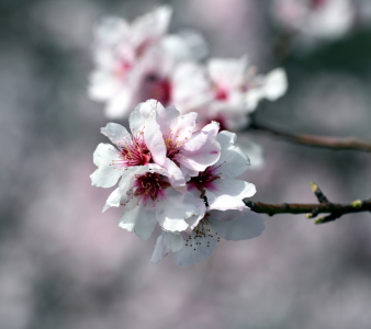 Bild-Nr: 12800414 Frühlingsboten Erstellt von: GUGIGEI