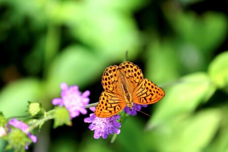 Bild-Nr: 12800916 Schmetterling Erstellt von: schub1973