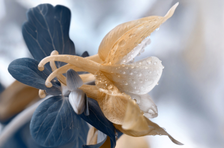 Bild-Nr: 12809085 Akelei Erstellt von: Atteloi