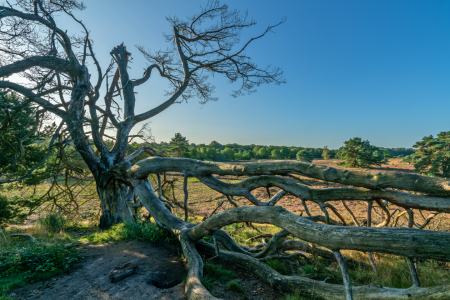 Bild-Nr: 12814491 Windbruch in der Westruper Heide in Haltern Erstellt von: volker heide