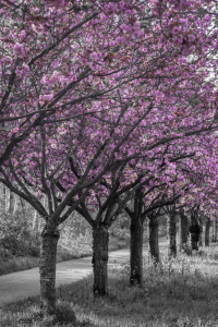 Bild-Nr: 12815514 Kirschblütenallee in pink Erstellt von: Melanie Viola