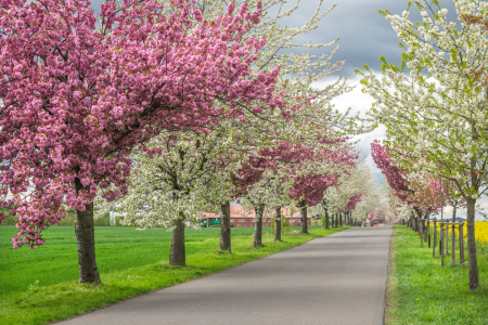 Bild-Nr: 12817208 Frühling Erstellt von: Steffen Gierok