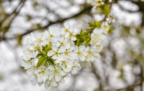 Bild-Nr: 12817242 Frühling Erstellt von: Gregor Handy
